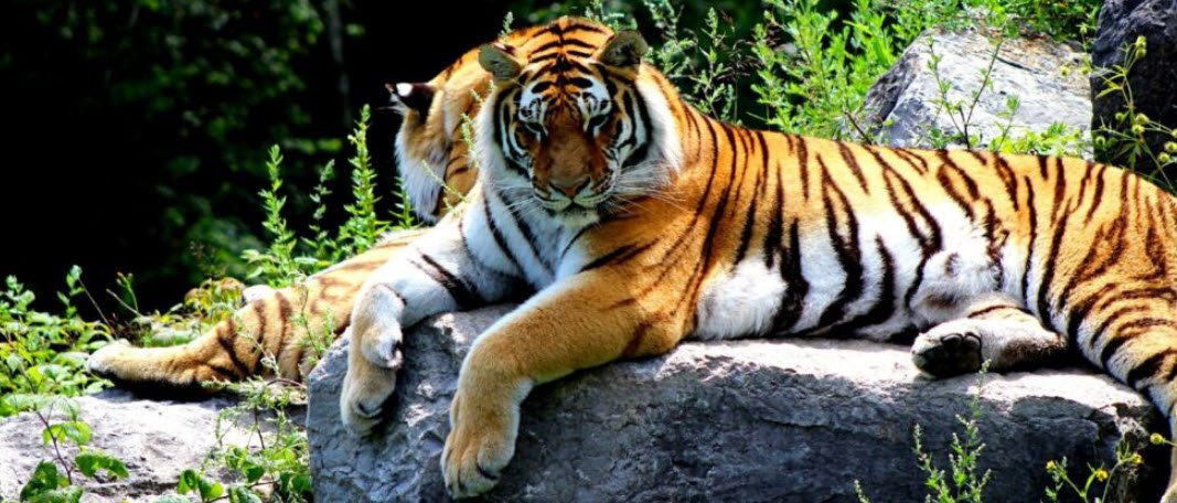 Kalagarh Tiger Reserve, Pauri Garhwal, Uttarakhand - Vushii.com Kalagarh Tiger Reserve, Pauri Garhwal, Uttarakhand - Vushii.com